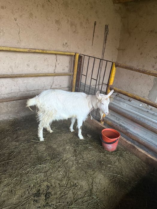 Ешкі сатылады 2 қозысымен