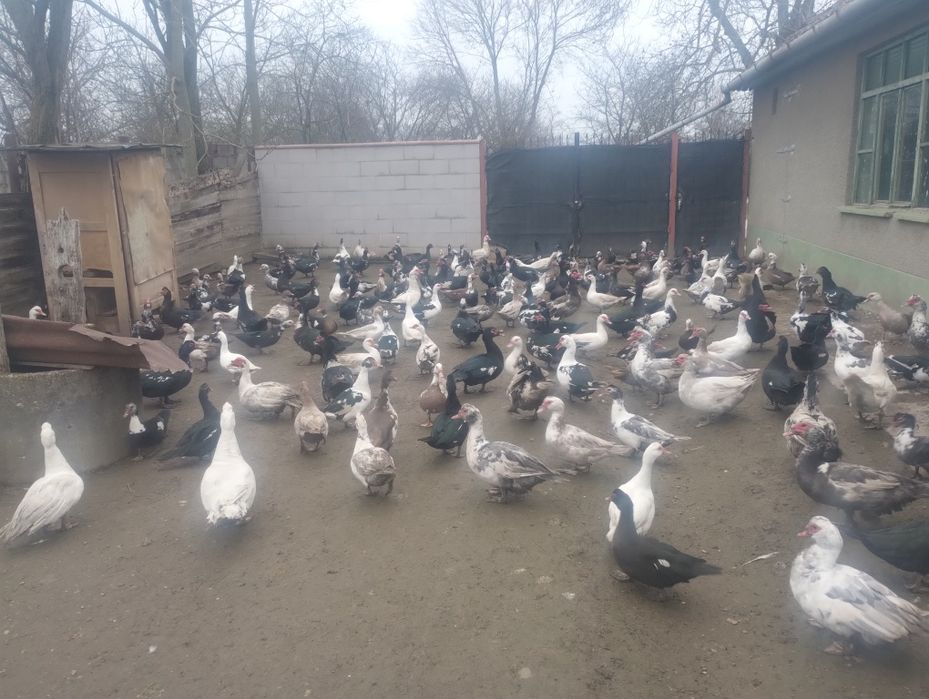 Vând/ schimb rațe și  rățoi