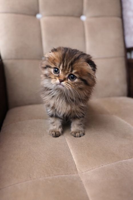 Продаются  срочно скоттиш фолд мальчики