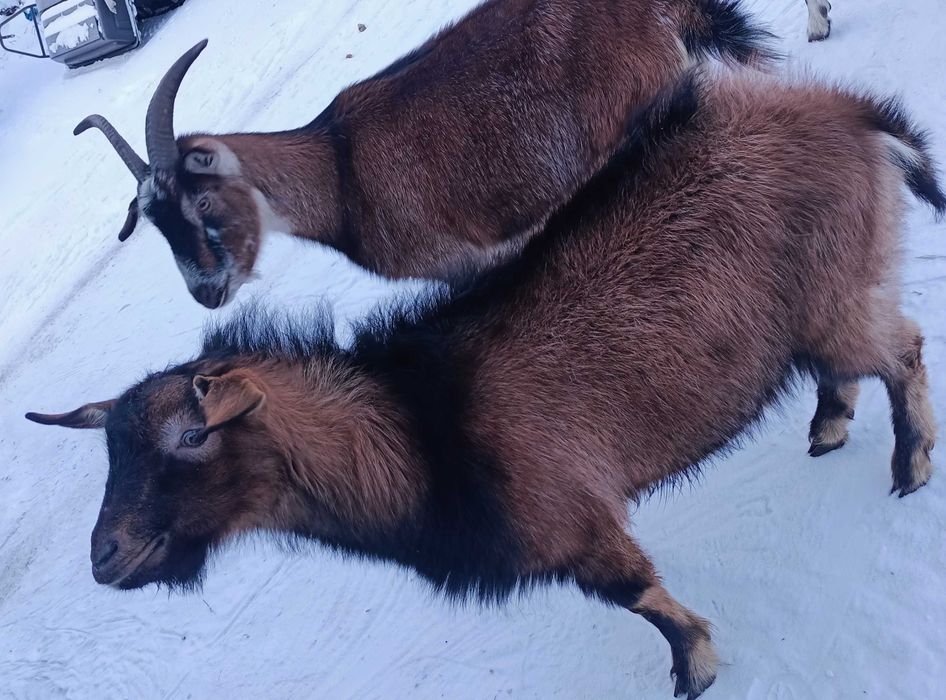 Коза в марте  окот