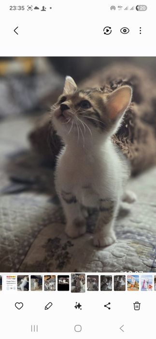 Ищем добрые руки для котенка