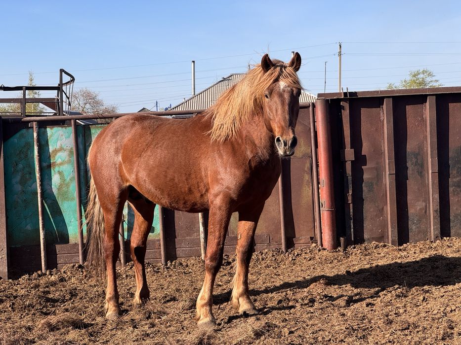 Продам жеребца  3х летка