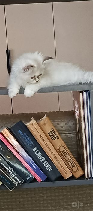 Продается котёнок персидской породы