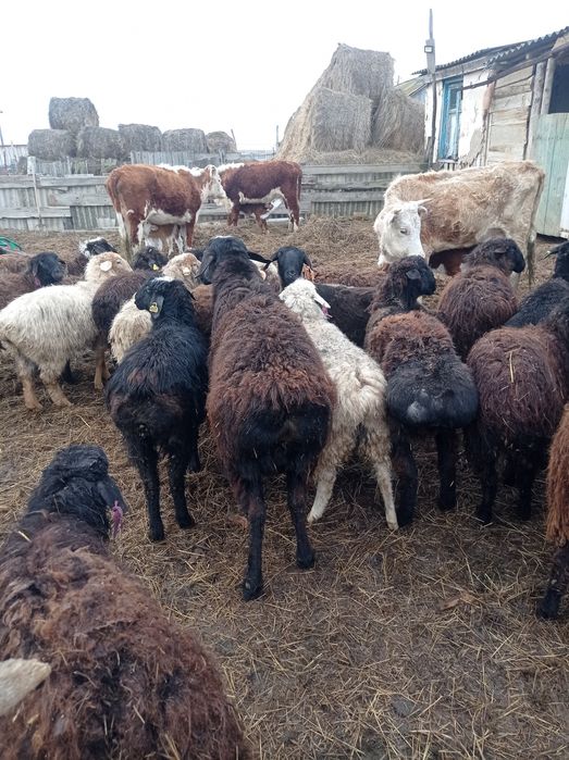 гиссар кошкар сатылады