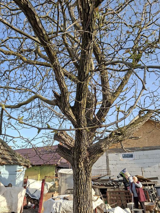 Vând nuc, trunchiul fără noduri