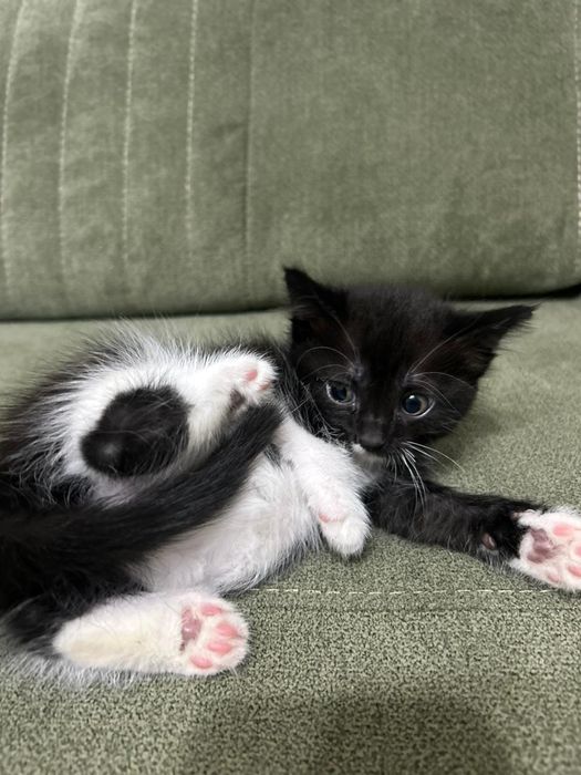 Котята в хорошие руки