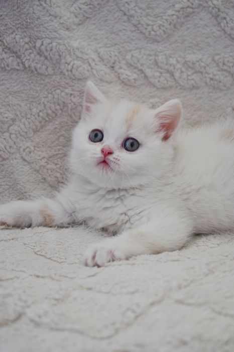 Шотландские чистокровные мальчики