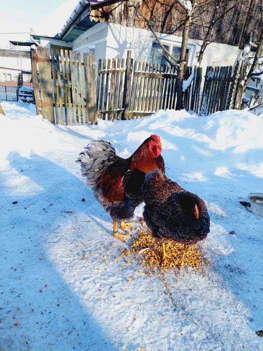 Oua wyandotte diferite culori!