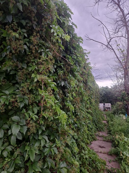 Продам дачу с домом (ракушняк)