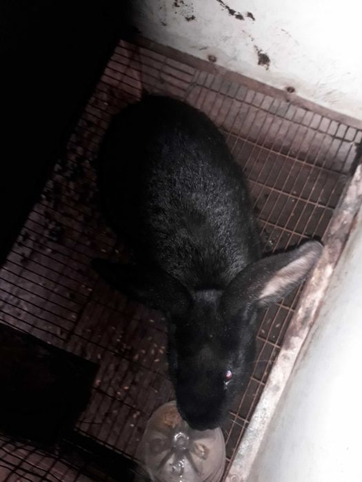 Кролики с гарантии домашние