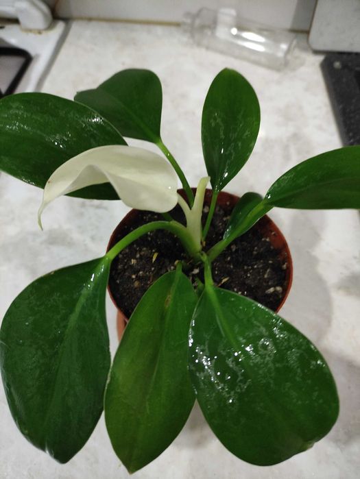 Аглаонема и филодендрон Вайт конго