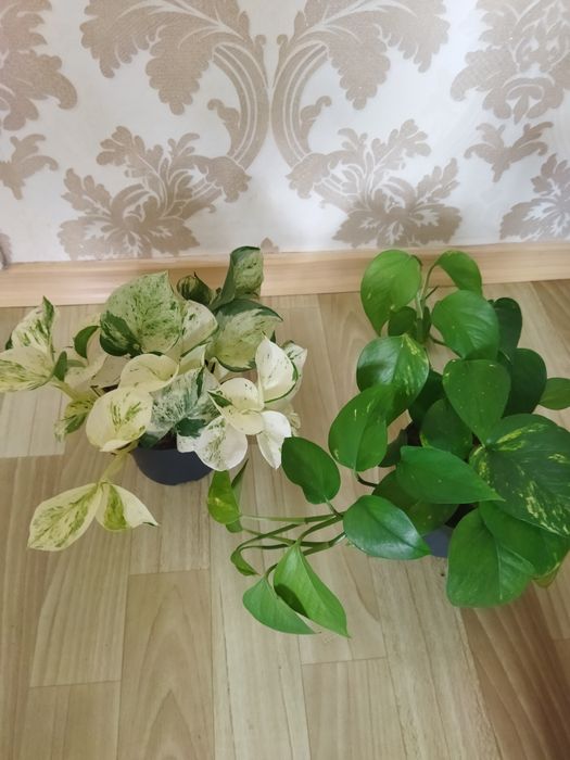Комнатные цветы продам