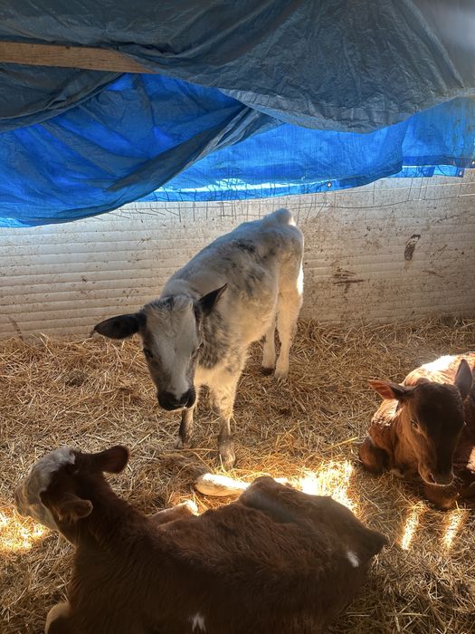 Vitei belga limuzin si baltata