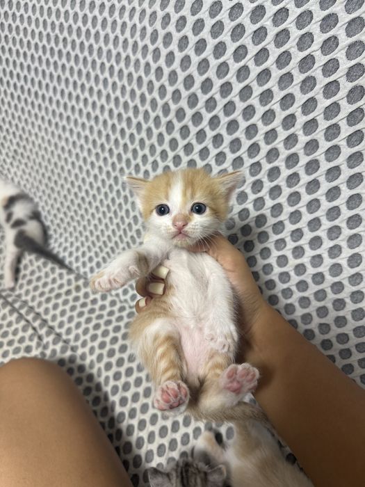 Отдам котят в добрые руки