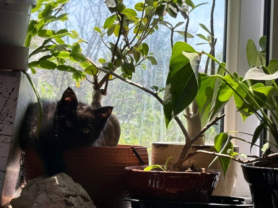 Отдаем котенка даром