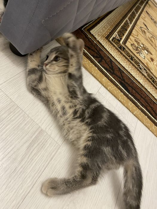 продается котенок