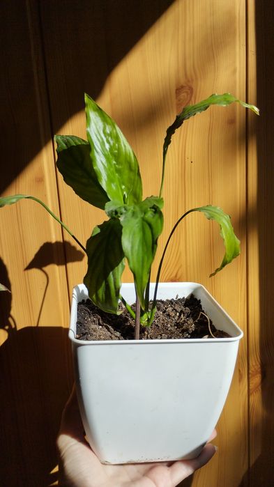 Комнатные цветы обмен