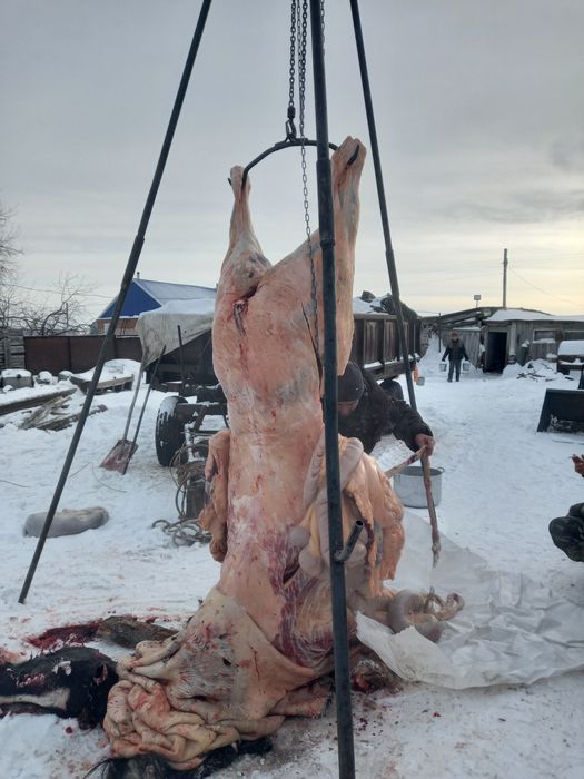 Мясо конины согым