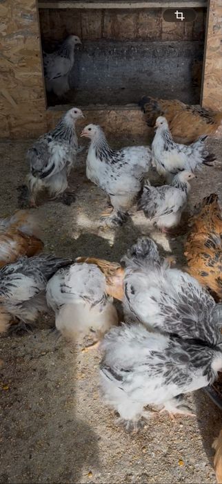 Vând pui de găini rasă Brahma, în vârstă de 2 luni jumătate, vaccinați conform vârstei, crescuți la sol