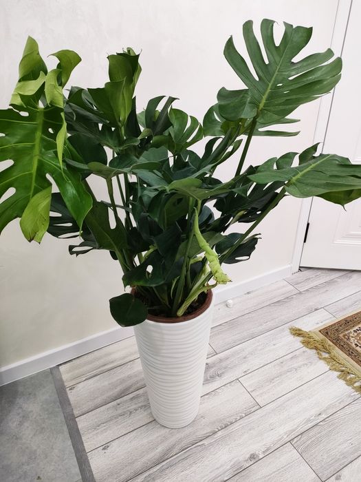 Цветы комнатные . Доставка