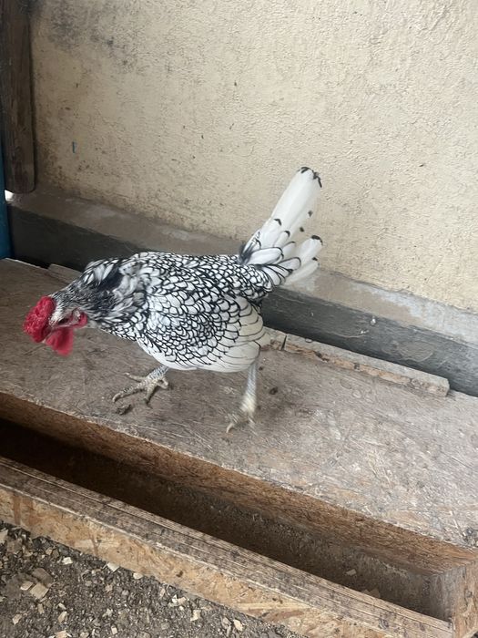 питух Породы Сибрайт