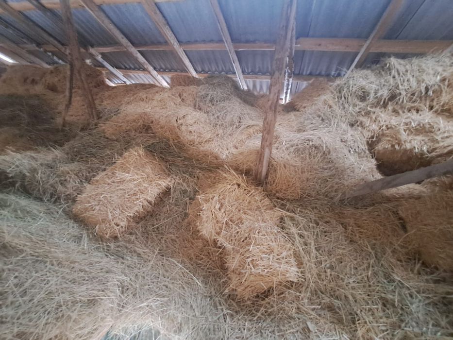 Шөп сатыладыыыыы