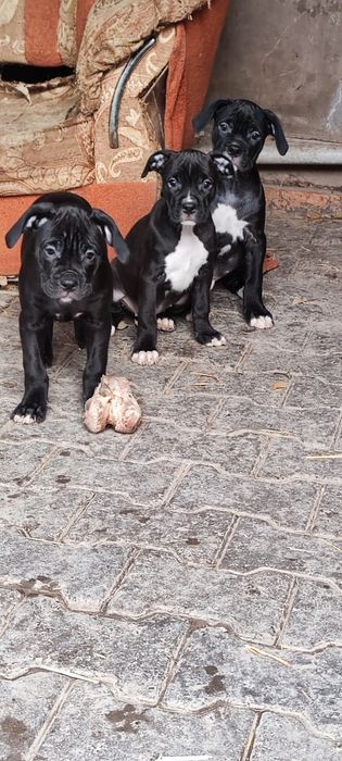 Продаются щенки ///