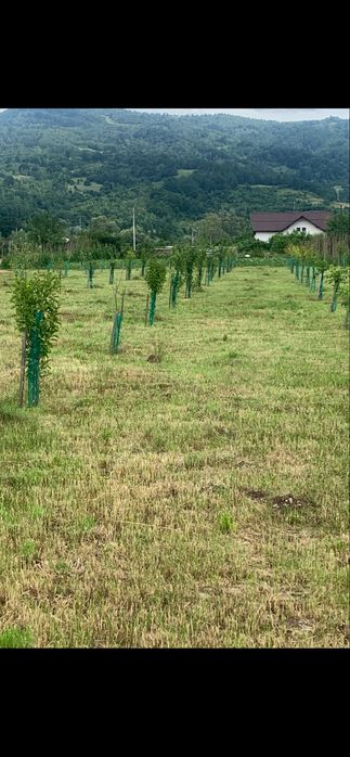 Teren intravilan 4.300 mp – Leordina ( Maramures ), lângă DN18 & Restaurant KM 108 | poziție excelentă