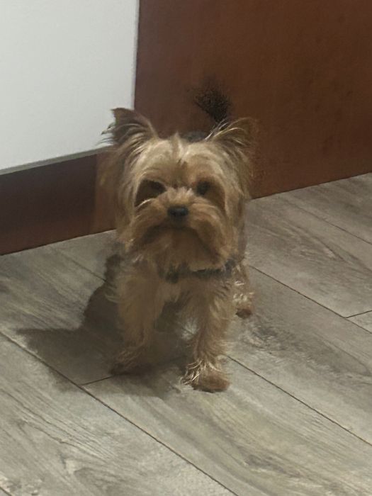 Бебета -йоркширски териер