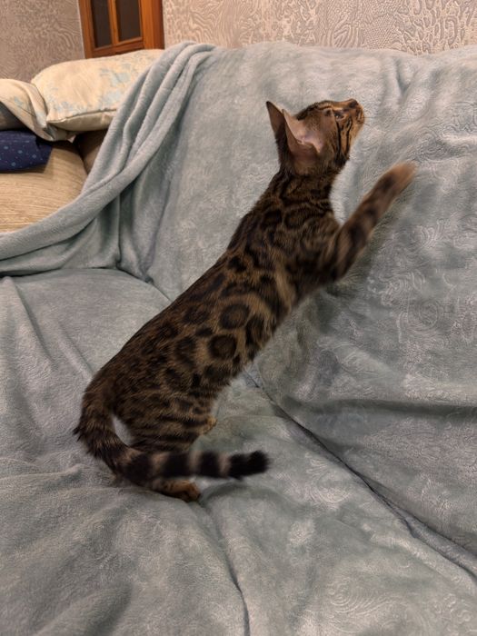 Бенгальский котенок, девочка