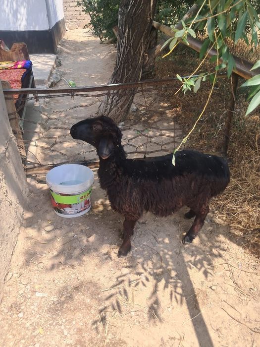 Кой козы кошкар бар 40мынан 70 мыңға дейн