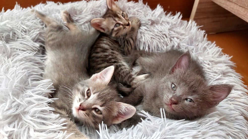 Котята в добрые руки