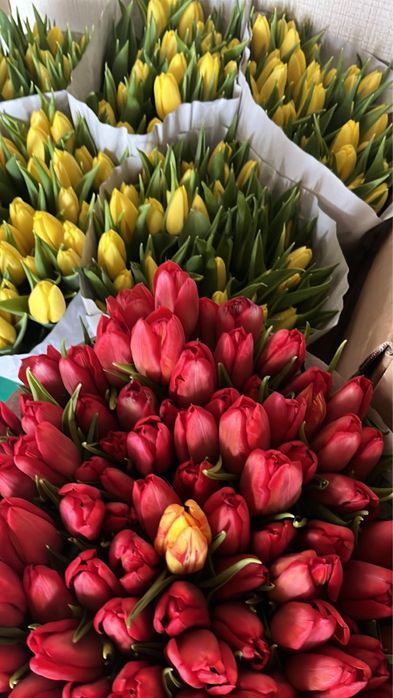 Тюльпвны оптом г.Алматы