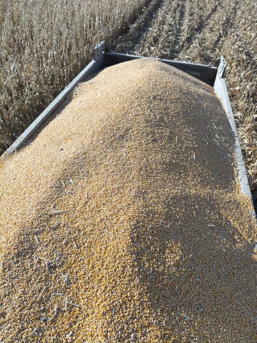 Кукуруза силос барда