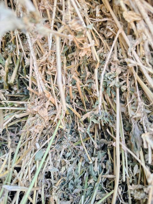 Baloți lucerna coasa a 4 a și baloți paie