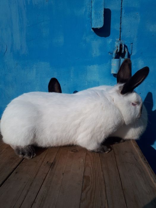 Продам кроликов не дорого.