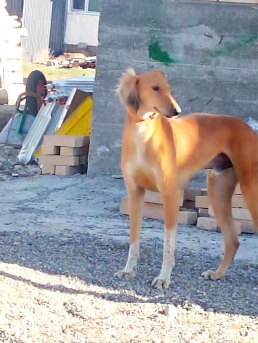 продам или обмен щенят тазы