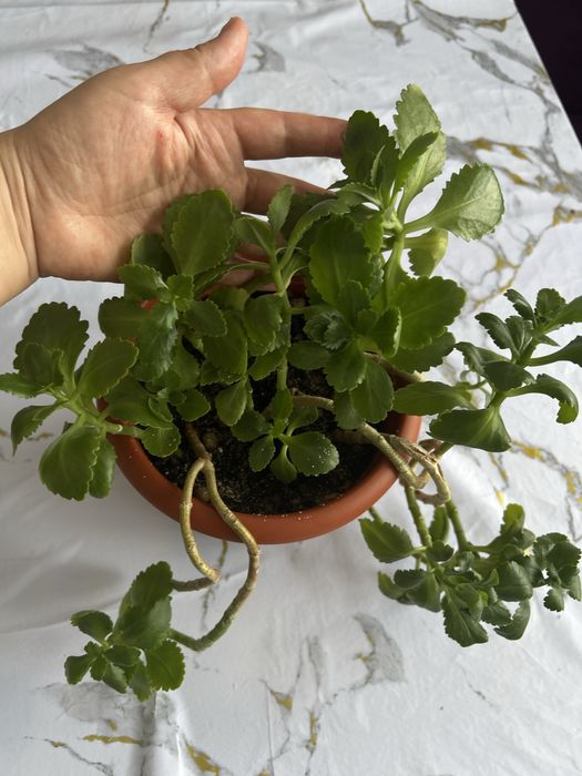 комнатное растение каланхоэ 3900т