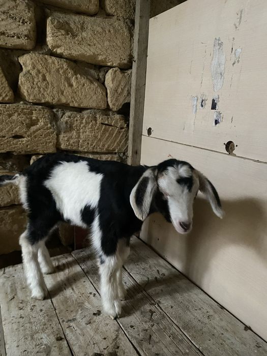 Сүтті ешкі сатлады екі лағымен бірге