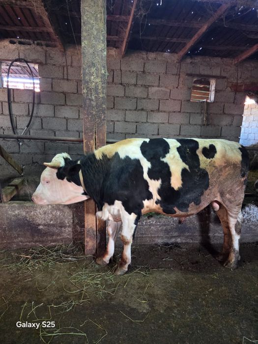 Продам племенного быка