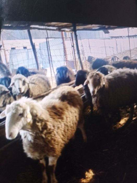 Продам тохтушак моладые