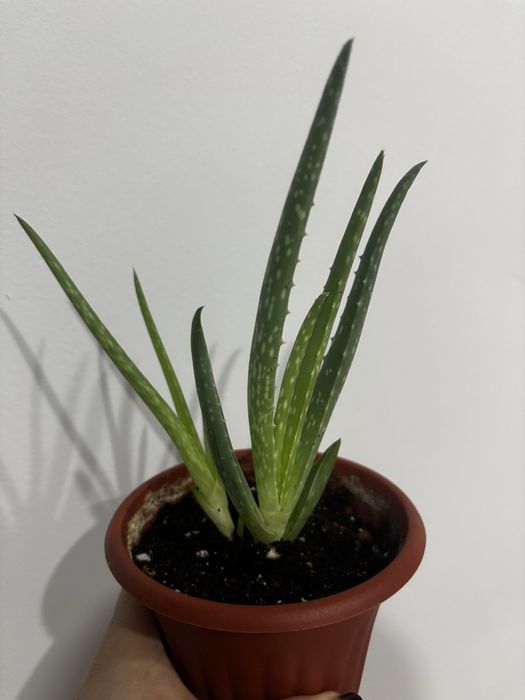 Продам комнатные цветы