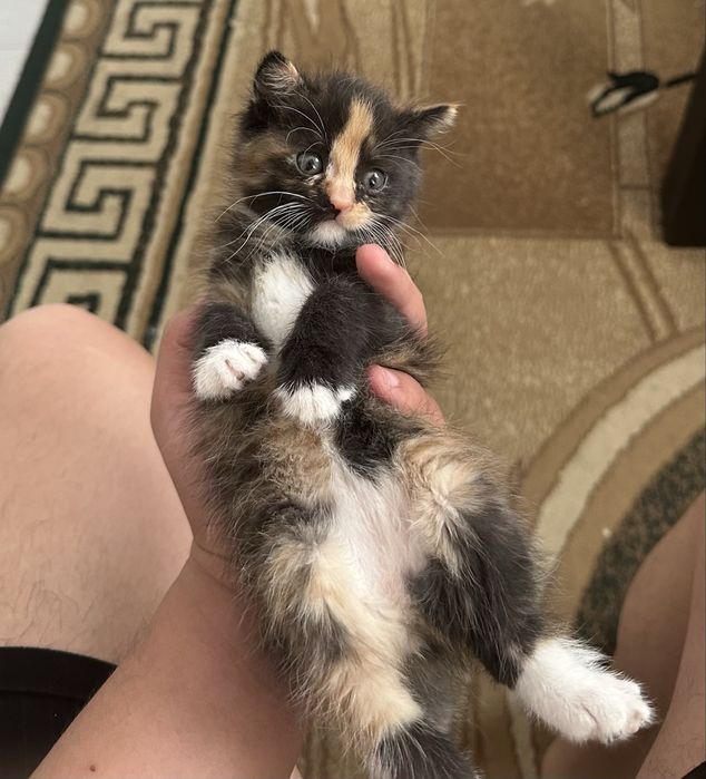 Котенок продается