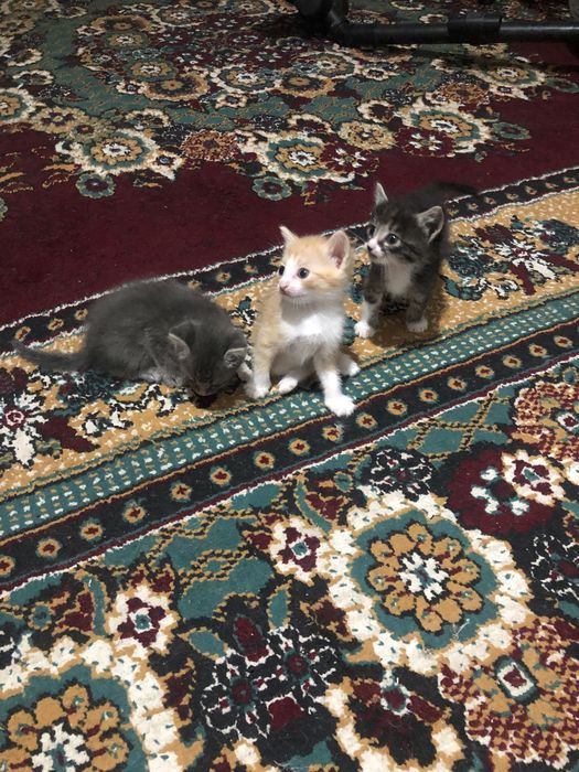 Котята в добрые руки