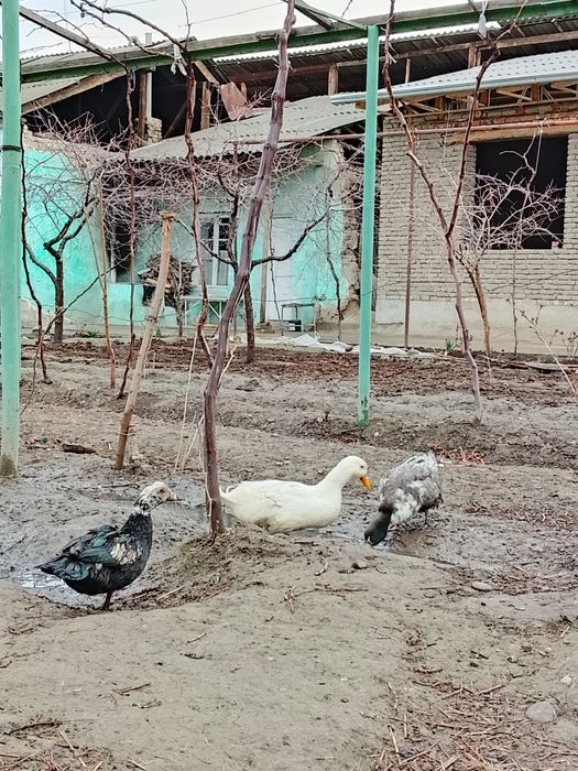 Indoutkalar sotiladi