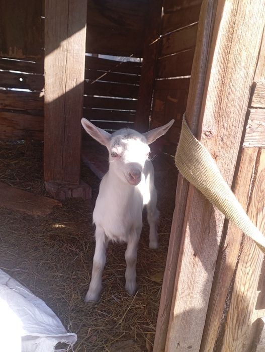 Зааеенская козочка от высокодоходной мамы (второкотка)