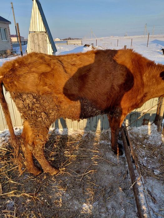 Продается корова все вопросы по телефону