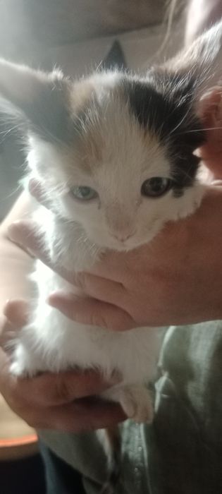 Продам котят мейн-кун