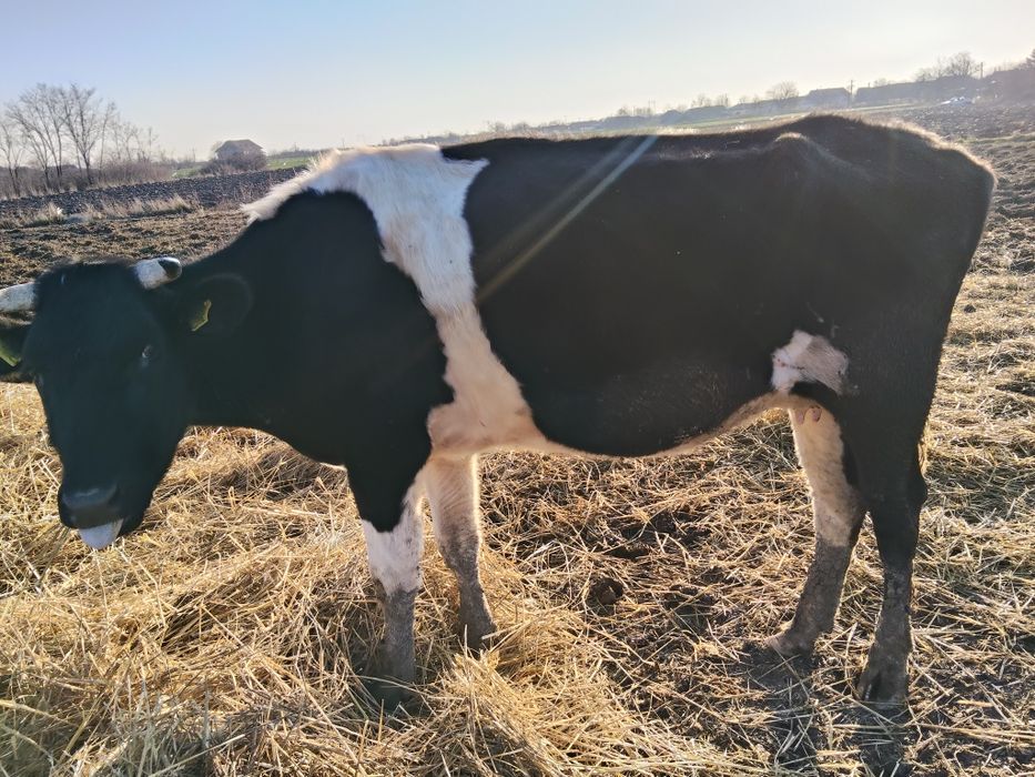 4 vacii de abator de vânzare