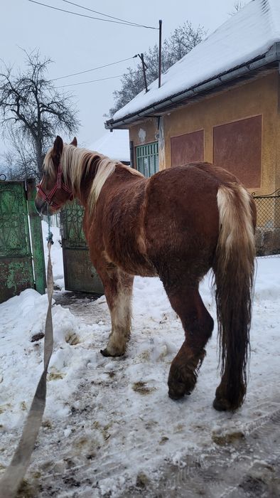 Vând mânz armăsar 2 ani